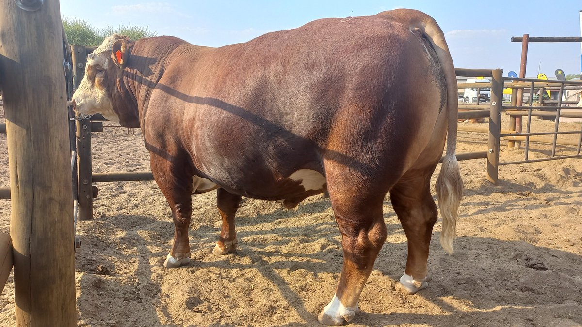 MeatmasterBW's tweet photo. ...&amp; his pigmentation ticks all the boxes for me. Outside of the darker coat, perfect stance, symmetrical nutt sack &amp; being very well muscled, this young boy won the Junior Bull Champ trophy at the recently held Gantsi Show &amp; he is also on offer to the highest bidder. #Tholo https://t.co/XKk3KkfvK5