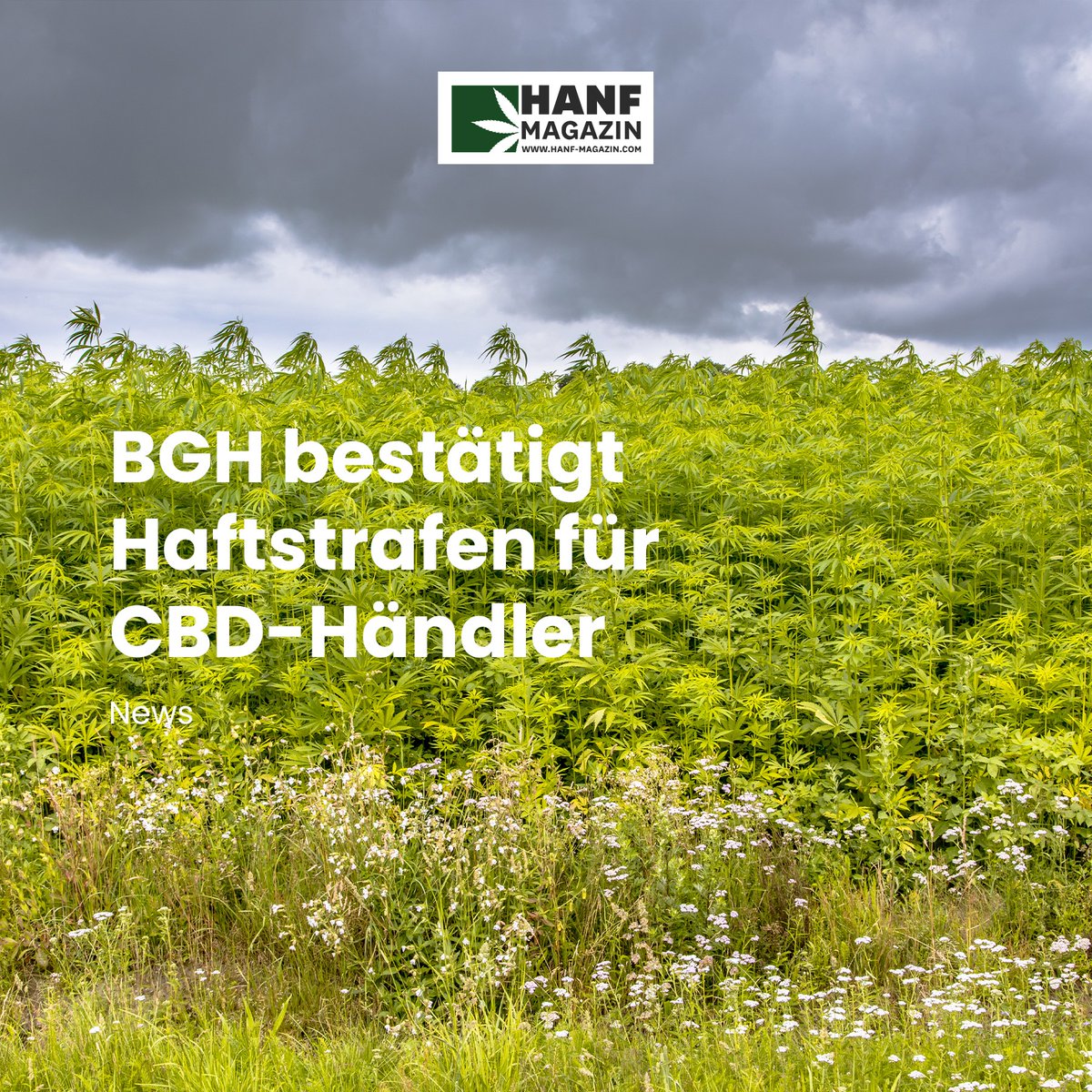 hanfmagazin's tweet photo. Der Bundesgerichtshof hat jetzt im Verfahren 5 StR 490/21 ein Urteil bestätigt, welches zwei gewerbliche Händler für CBD-Blüten mit mehrjährigen Haftstrafen sanktioniert.
➡️ https://t.co/XYEooDs6T3
#hanfmagazin #nutzhanf #nutzhanfbranche #cbdblüten #cbdbranche #BGH https://t.co/q129WU1JtS