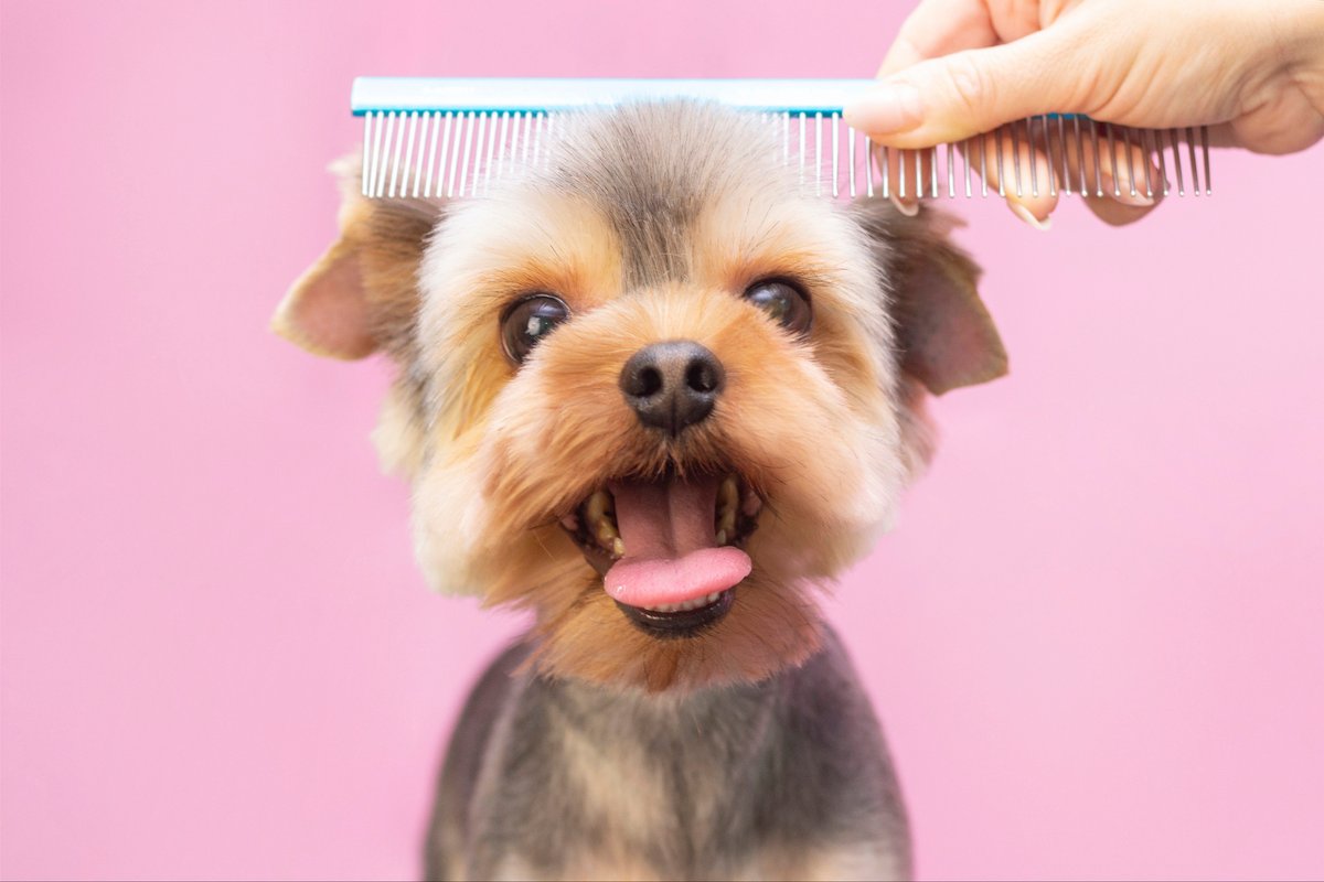 PetsPlayUK's tweet photo. When it's time for a bath, a good old brush or a quick spruce up, our health and pampering range has it all! 🥰

Shop loads of goodies now from the best brands such as TropiClean, FURminator, Pet Head and more 👇

https://t.co/XWulZSY6kT https://t.co/CZMrGOftNA