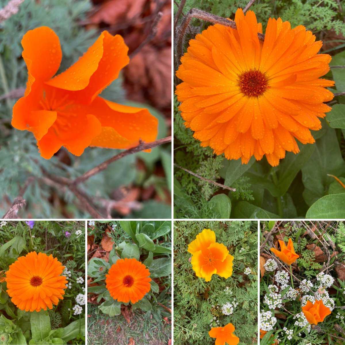 #sixonsaturday with flowers from one of the wildflowers patches in the park in town. Great to see the wild patches managing to recover after the dry end of summer! Have a happy weekend! #flowers #wildflowers #AutumnVibes #Autumn #autumnflowers #autumndroplets #SaturdayMotivation
