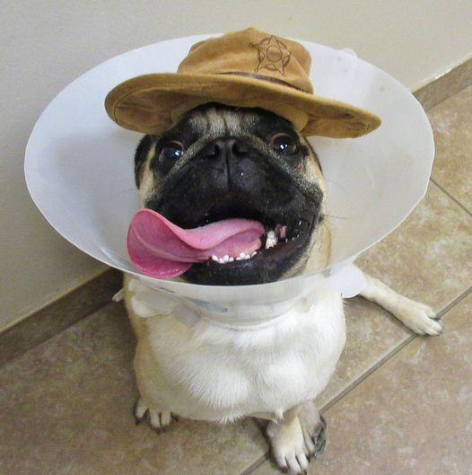 LiamWonderPug's tweet photo. It's National Pug Day. We lost the hd pics, these are throwbacks:
2016 My 1st, puppy strangles
2017 In the ICU, stones
2018 "I got three Rx's at the vet's today"
Not sure what'll happen this year, yet. Laterz!🐾
#nationalpugday #Pugsoftwitter #pugs #dogs #Saturday #inourzone https://t.co/zpBvRNdS0z