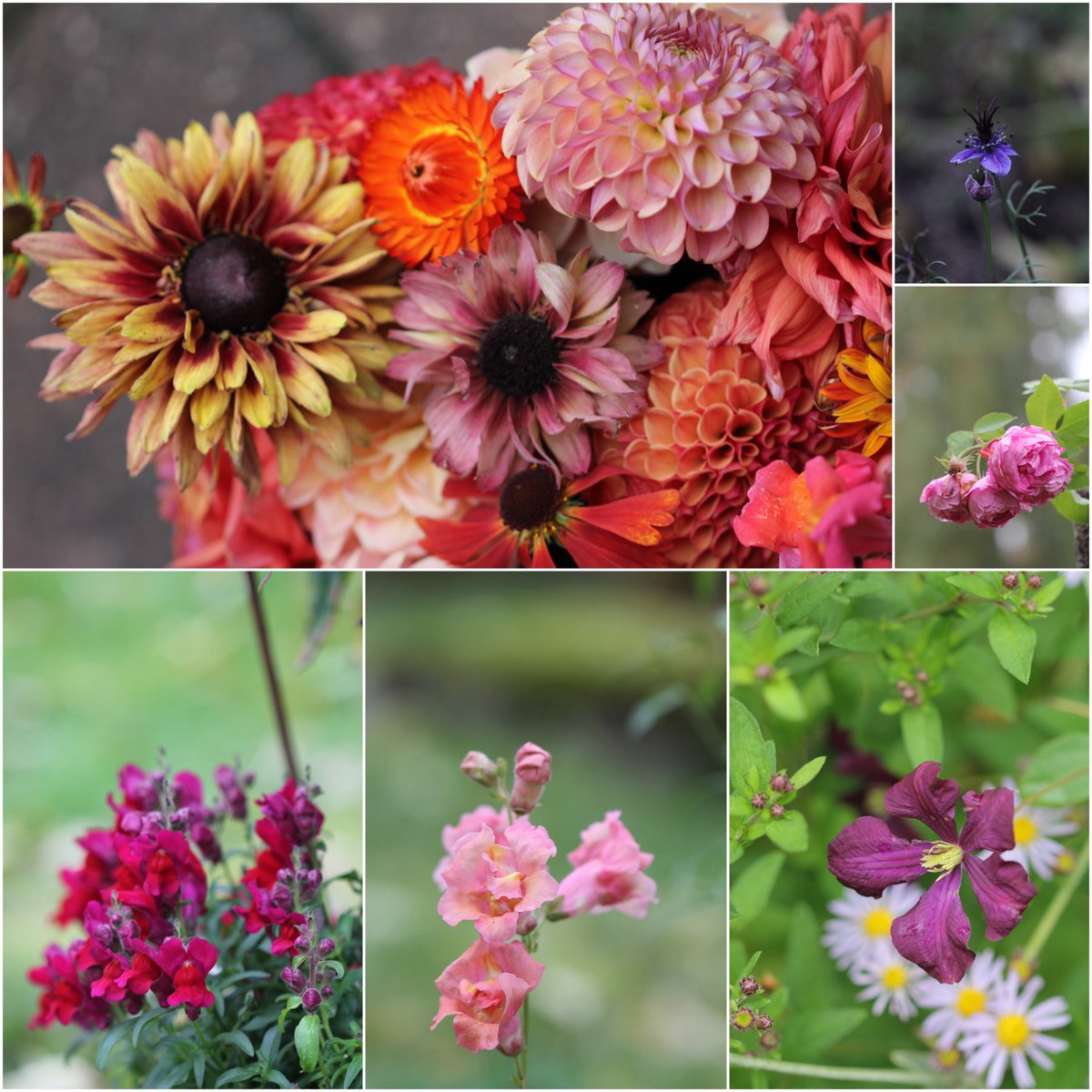October in my #garden for this weeks #SixOnSaturday. Happy weekend to all!