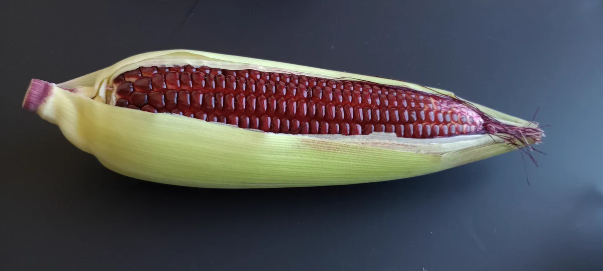 皮をむいてびっくり！赤い実のトウモロコシ。