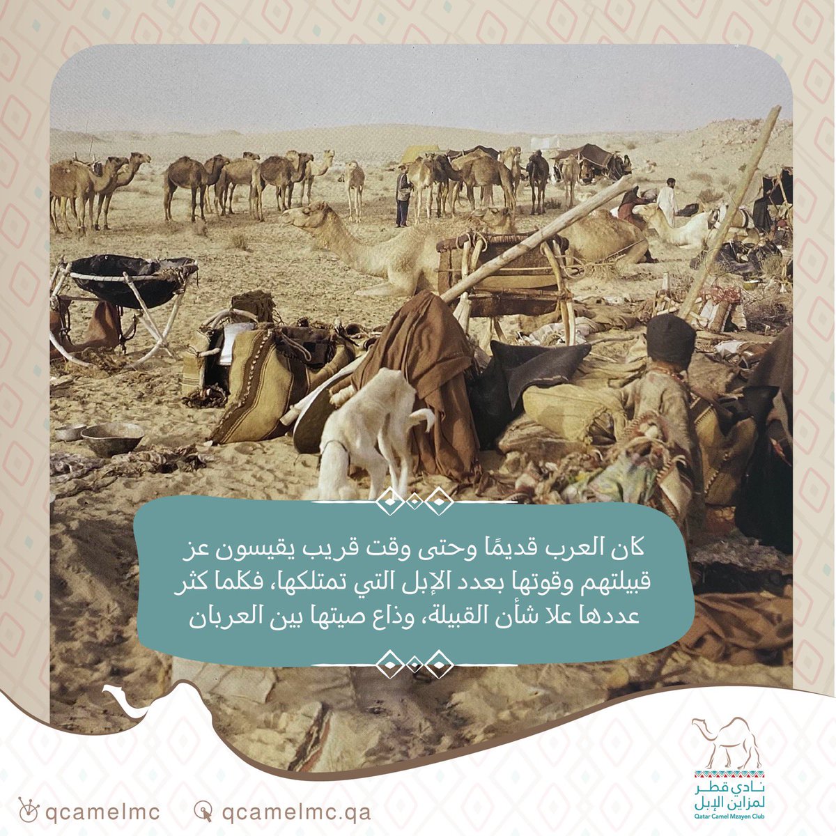 QCamelMC's tweet photo. 🔎📚| 
حتى وقتٍ قريب بين العرب.. كان يقاس عز القبيلة بعدد الإبل التي تمتلكها، إذ بكثرتها يعلو الشأن وتكتسب المكانة. 

#نادي_قطر_لمزاين_الإبل 🐪 https://t.co/62jelLVxk4
