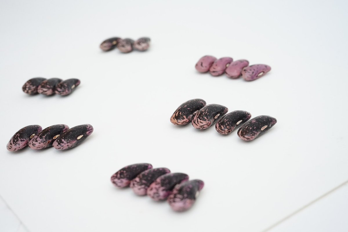 Bridget Bailey tweet media