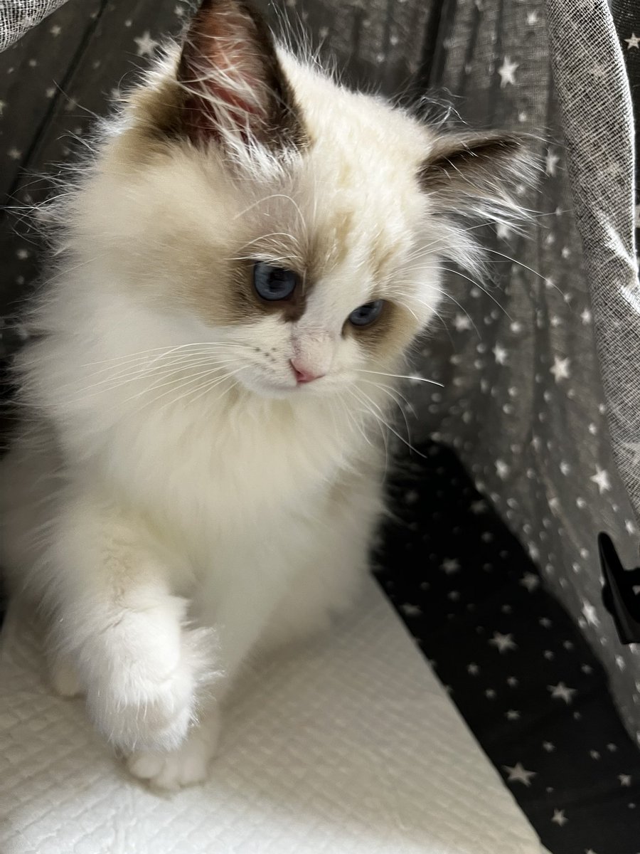 ざびすけ tweet media