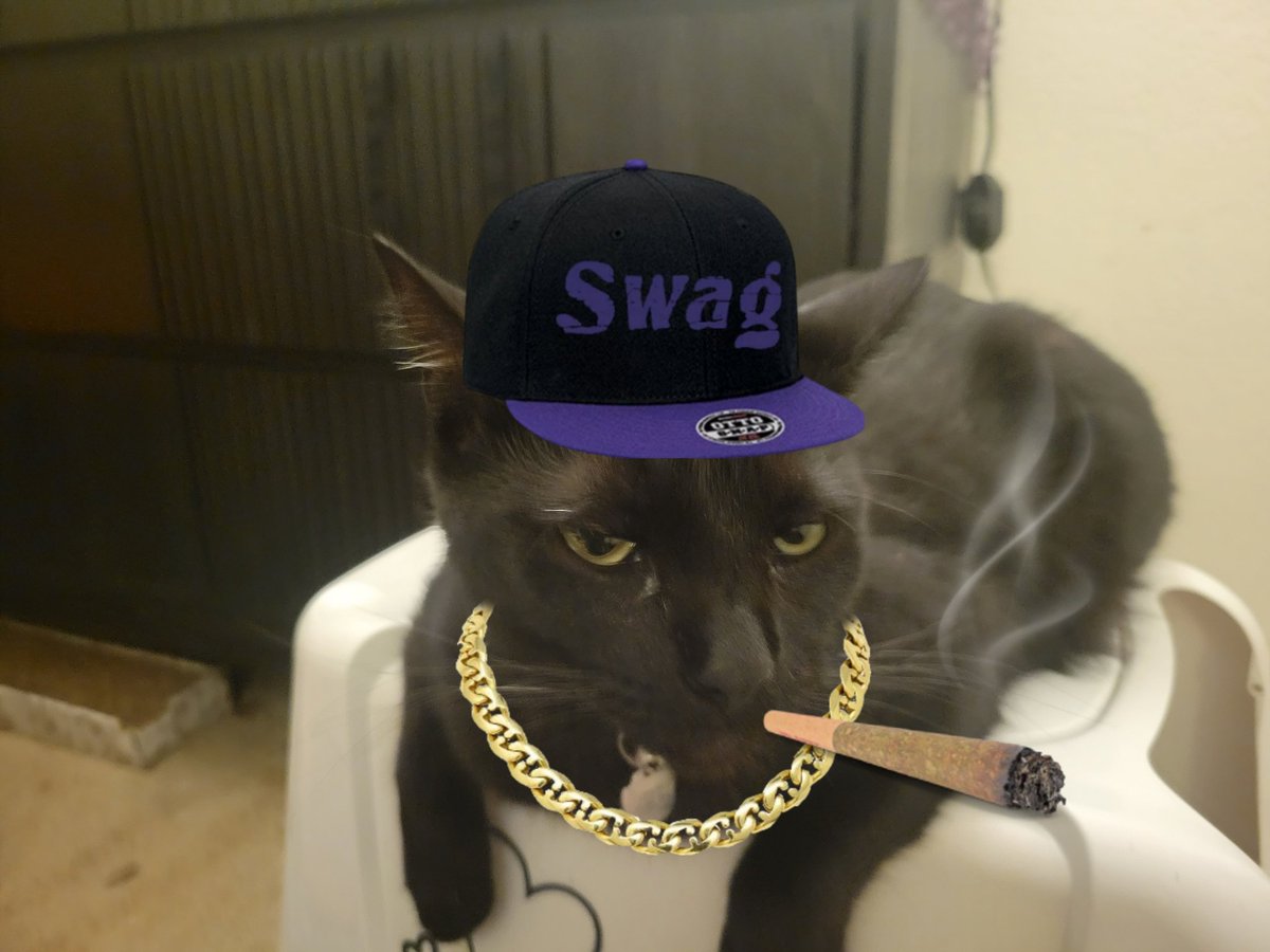 Shout out to frat cat 
(<a href="/termite923/">therapist termite</a> 's cat)