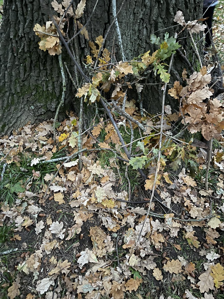 1BarnehurstRain's tweet photo. We got creative last night while out and about!! We headed to #Paxwood to complete our @Guiding_LaSER #PawPrint badge. We hugged trees, made leaf pictures, collected twigs for a fire and stayed really quiet for 5 minutes to listen for animals! We got to hear an owl. https://t.co/F0x3rjQTtg