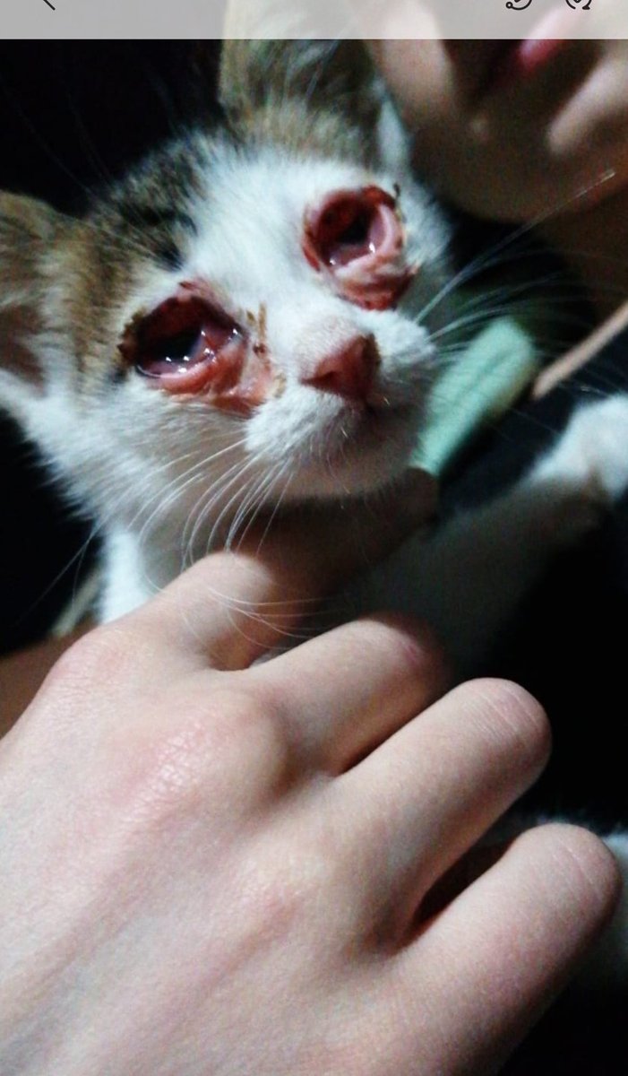 misirbebek's tweet photo. soldaki mısır'ı ilk bulduğum hali.. sağdaki de iki sene sonra bir anda kansere yakalanıp ameliyata alınmış hali. durumu iyiye gitmiyor. henüz hiç destek gelmedi. tek çabam kedimi tedavi ettirebilmek için. lütfen destek olun biz vazgeçmiyoruz, mısır çok güçlü bir çocuk https://t.co/RXfBeLAQVF