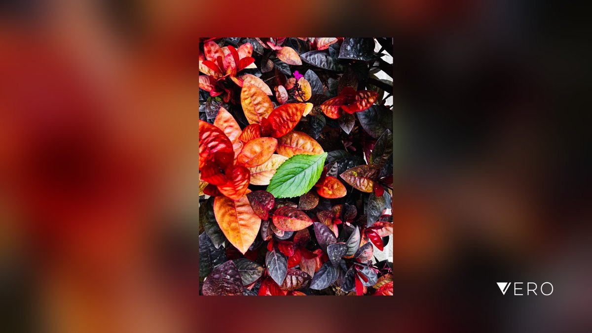 ShashannkJoshy's tweet image. #LargeGroupOfObjects #Abundance #HighAngleView #Leaf #FullFrame #Outdoors #CloseUp #Plant #photographer #photography #shotoftheday #shotoniphone #apple #picoftheday #vero vero.co/onenonly/pFRh-…