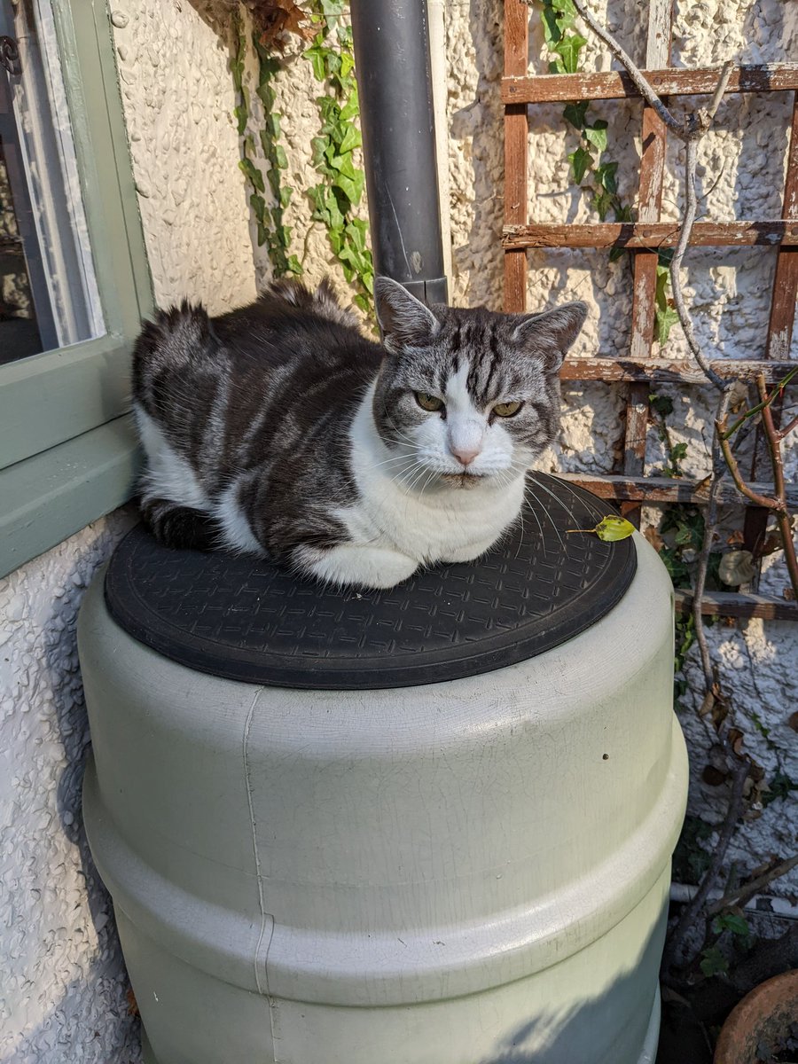 TillyTomsk's tweet photo. Happy #Caturday from Hamish, resting his butt on the butt https://t.co/usIA6wUwU9