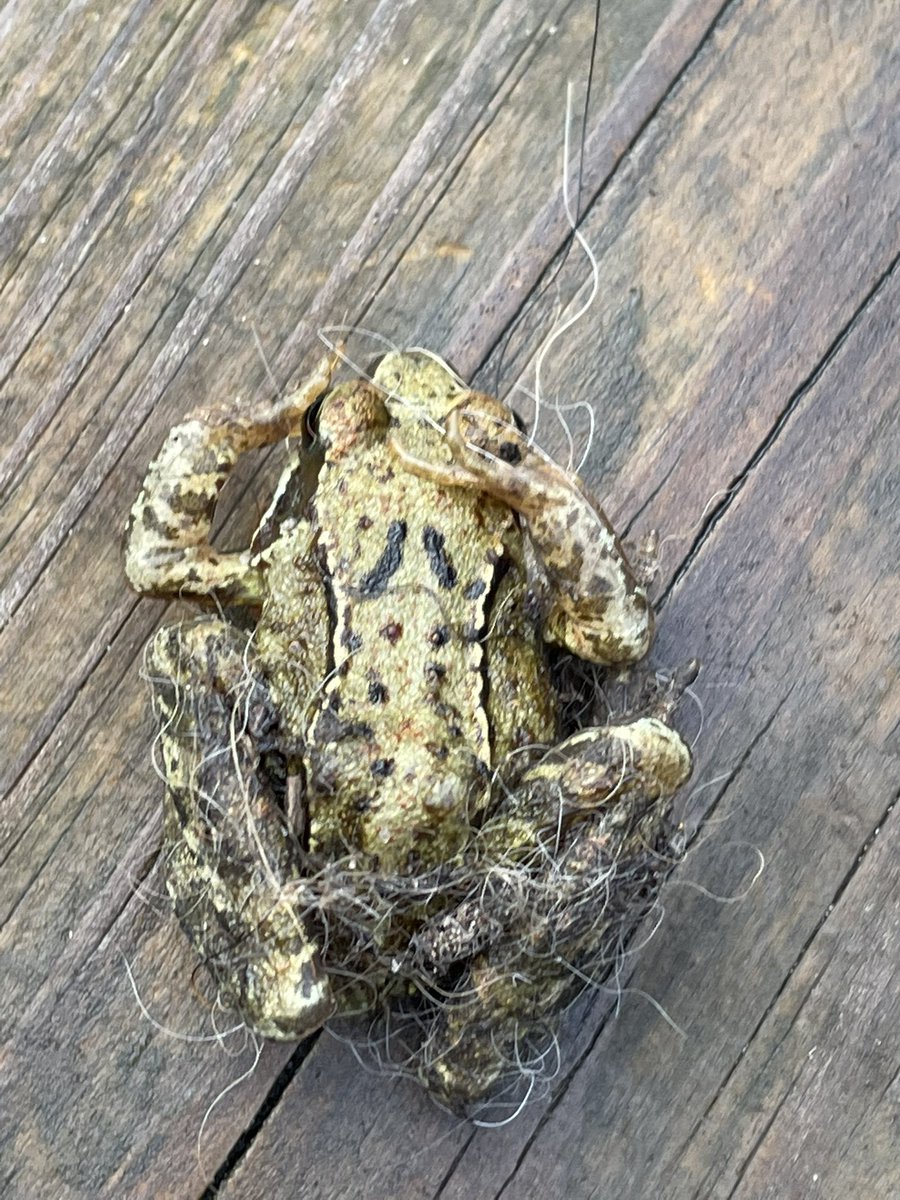 Ik was het niet maar Kimi! Ze heeft een kikker dood gemaakt en nu heeft ze straf van tweevoeter🙀