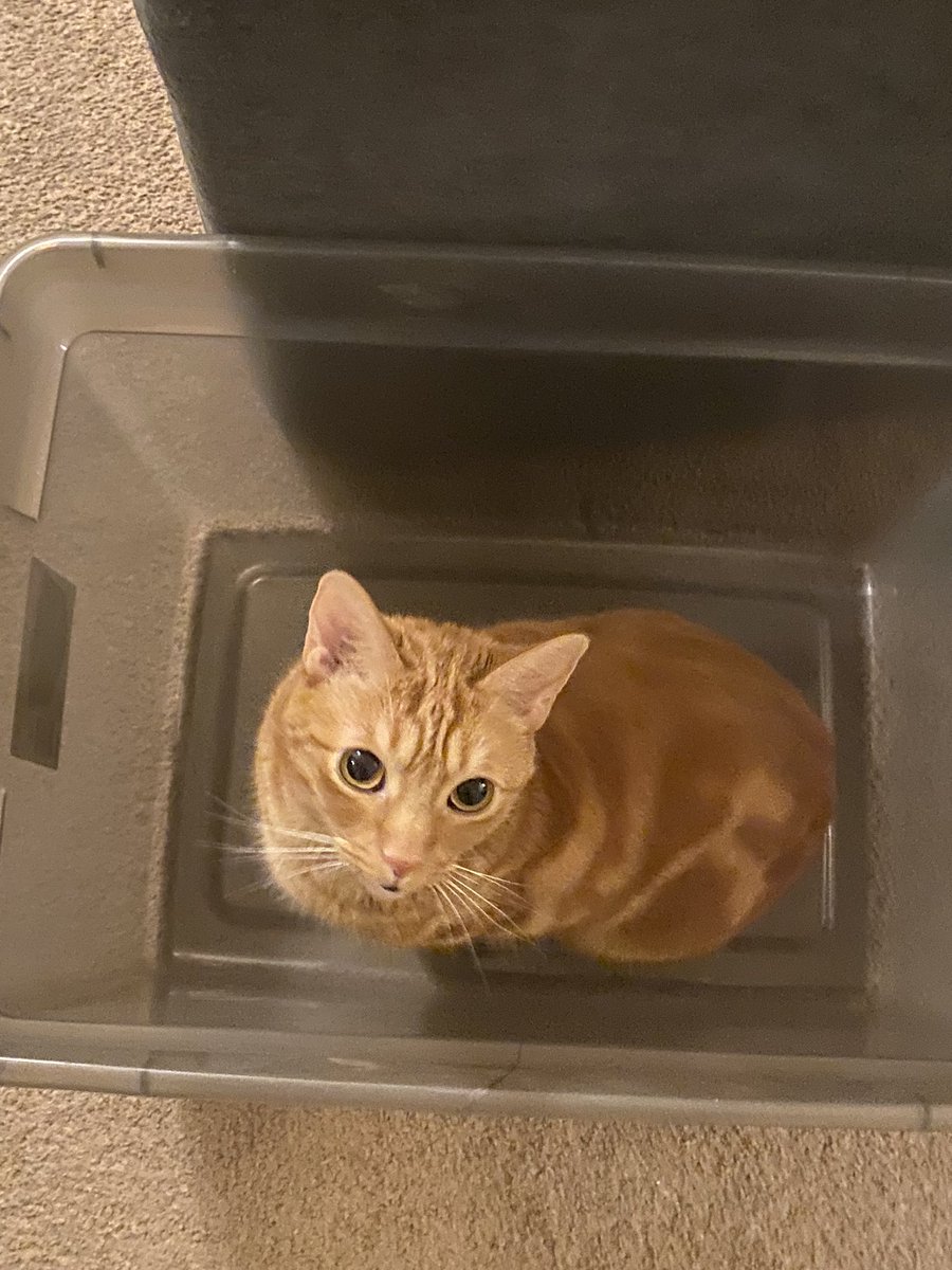 CalebCain981's tweet photo. Emoji is packing himself away for the season because winter sucks… #CatsOfTwitter #orangecat #adoptedcat https://t.co/lTmqF2FqBa