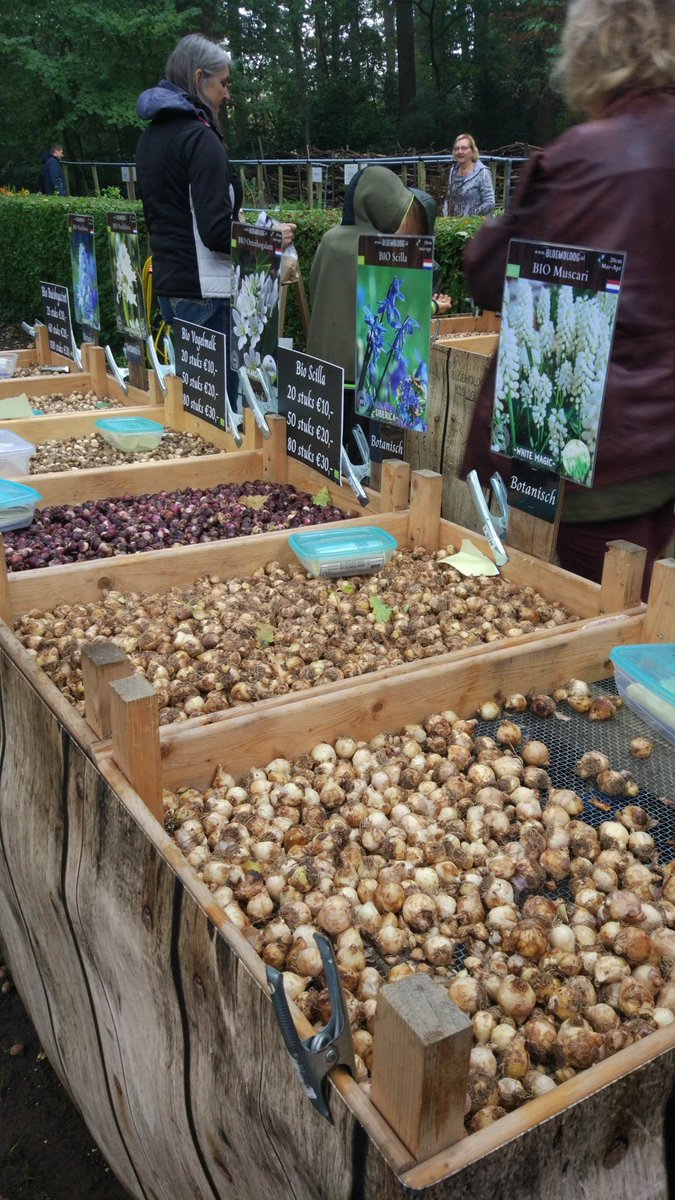 Voorjaarsbollen nu kopen! Biologisch geteelde bollen van de <a href="/Bloemoloog1/">Bloemoloog</a> bij Tuinen Mien Ruys vandaag 15 oktober.