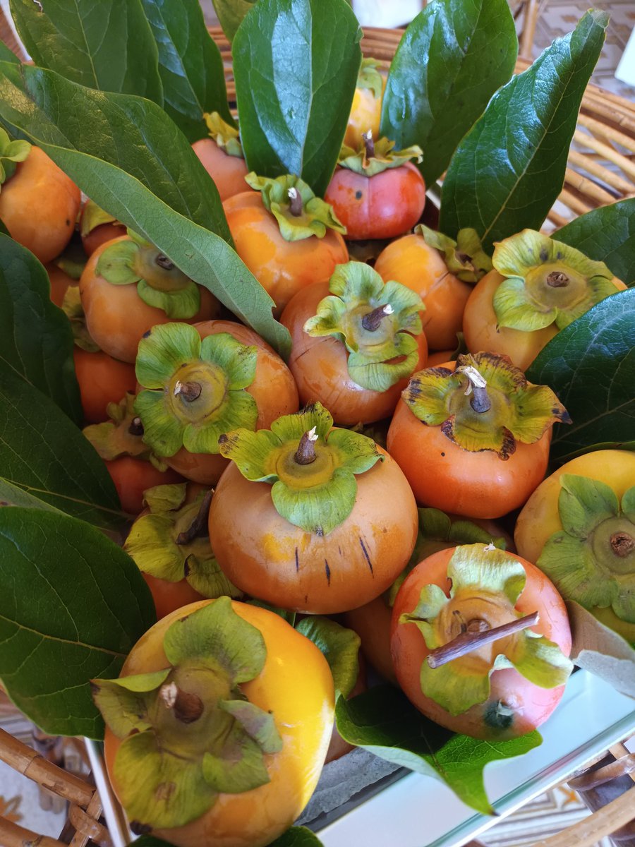 IntiniSarah's tweet photo. Puglia food...raccolti stamani direttamente dall'albero hanno fatto a malapena qualche metro per raggiungere il tavolo...📷mia
#fruttadistagione
#cachiecachimela
#zerokm https://t.co/KCIRJYHz9b