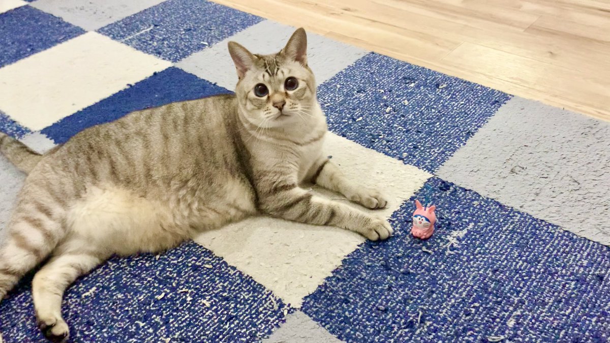 猫VS走るドラえもんおもちゃ🐈

youtu.be/5tsjvS4mzJs