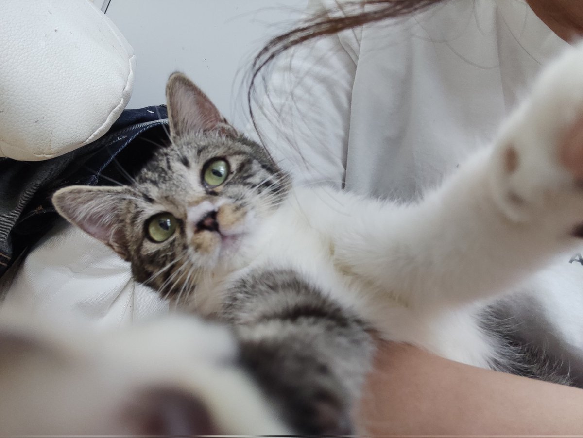 imthe0's tweet photo. かわいいて🐾 https://t.co/6QGrZbbFCw