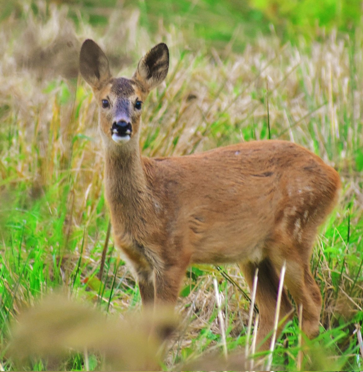Spittalfield's tweet photo. Roe deer fawn checking me out 🙂
#deer #villagelife https://t.co/2mtmIZ4XuB