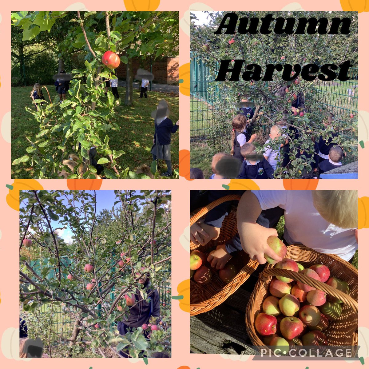 <a href="/fsuBHPS/">Battle Hill FSU</a> <a href="/BattleHillPS/">Battle Hill Primary</a> <a href="/BHPS_meadows/">BattleHillPSMeadows</a> This week FSU harvested a beautiful crop of apples from our fabulous fruit orchard.