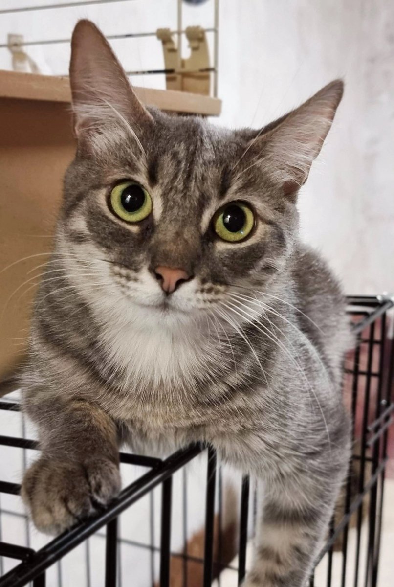 #ежедневный_фотопозитив
Котовья грация.
Баста. Ищет дом