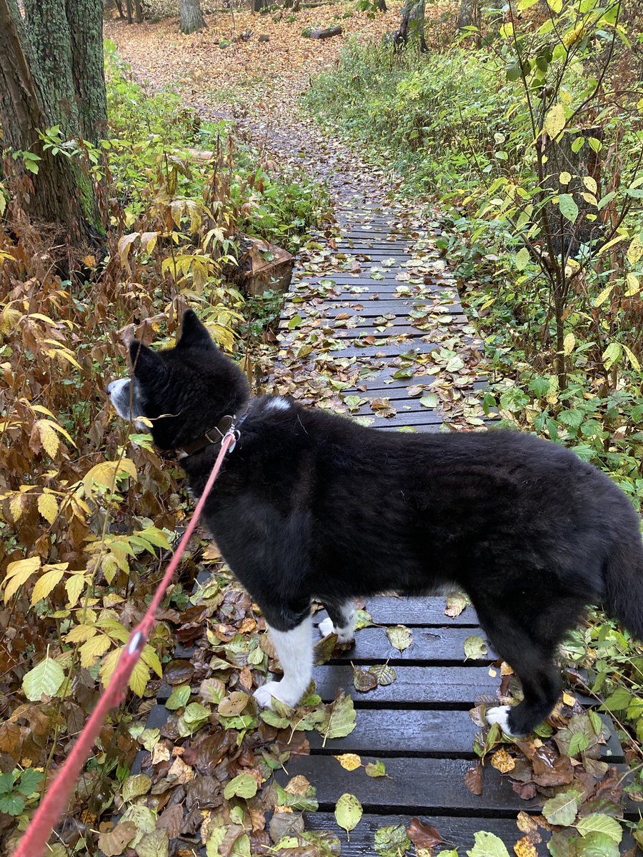 JVaattovaara's tweet photo. #kurkiaura otti ja lähti. En ehtinyt napata kuvaa, mutta herkistyimme varttimalamuutin kanssa ylilentävien kuvion ja ääntelyn äärelle.

Kun talven poistuneen te täältä näätte, mä pyydän, #pliis palatkaa.
#syksy https://t.co/K9wW1gPeuO