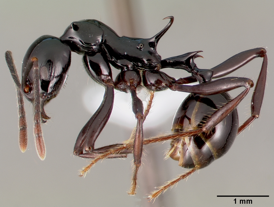 Applications now open for #antcourse  2023 in PNG July 30 - Aug 10 Apply at: antcourse.org. A big thanks to New Guinea Binatang Research Center with support from NSF @AntsProject @LonginoJack
@Flaviaesteves
@CorrieMoreau
@BBlaimer
Phil Ward, Jacob Yombai