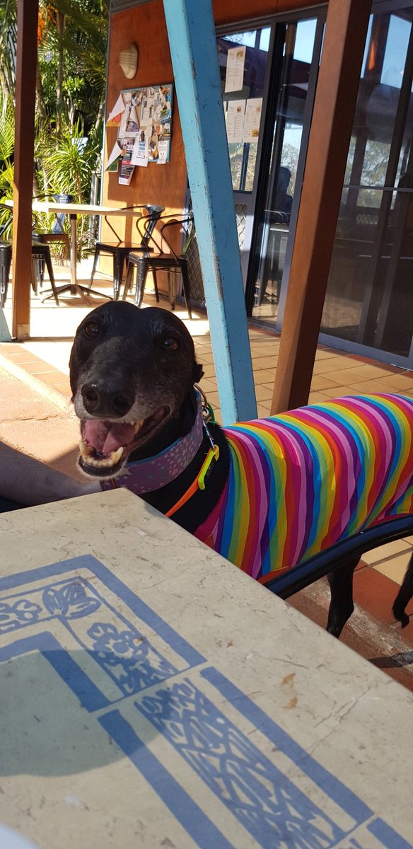 AussieWonbebe's tweet photo. Here are some more pictures of Lord Illidan Stormrage II. In my time away from Twitter I became a huge advocate for Greyhound welfare leading to rescuing this gorgeous baby #petsnotbets #youbettheydie https://t.co/CMkJGli8Oe