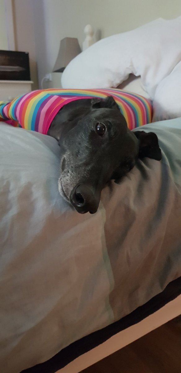 AussieWonbebe's tweet photo. Here are some more pictures of Lord Illidan Stormrage II. In my time away from Twitter I became a huge advocate for Greyhound welfare leading to rescuing this gorgeous baby #petsnotbets #youbettheydie https://t.co/CMkJGli8Oe