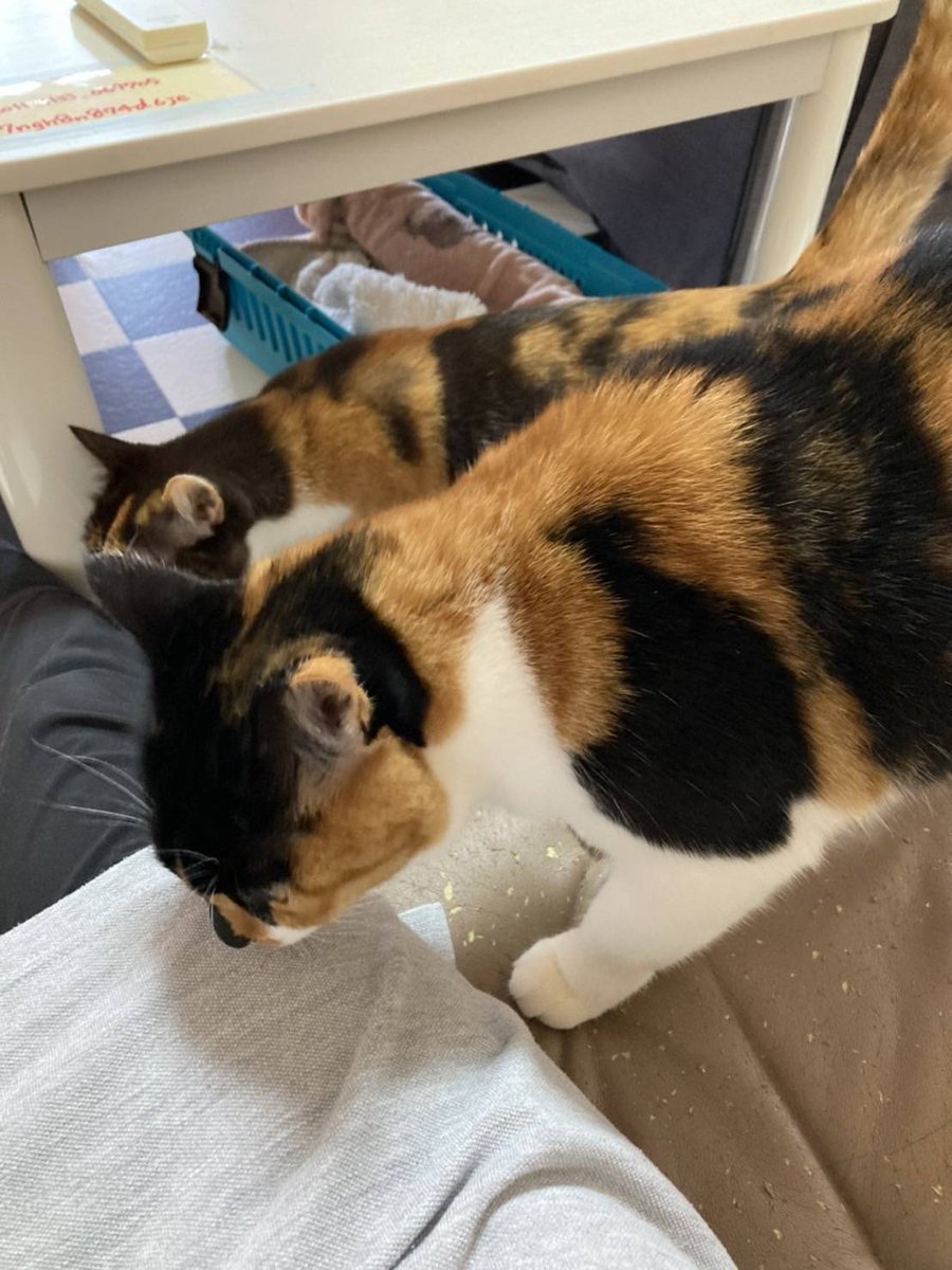 ねことお休みどころ しらたま Shiratama Net Twitter