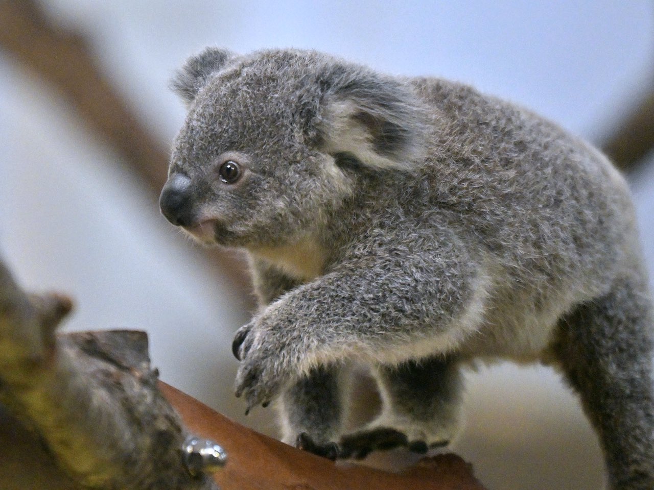 草木と小さな動物 ご近所の小さな生き物たちフォト