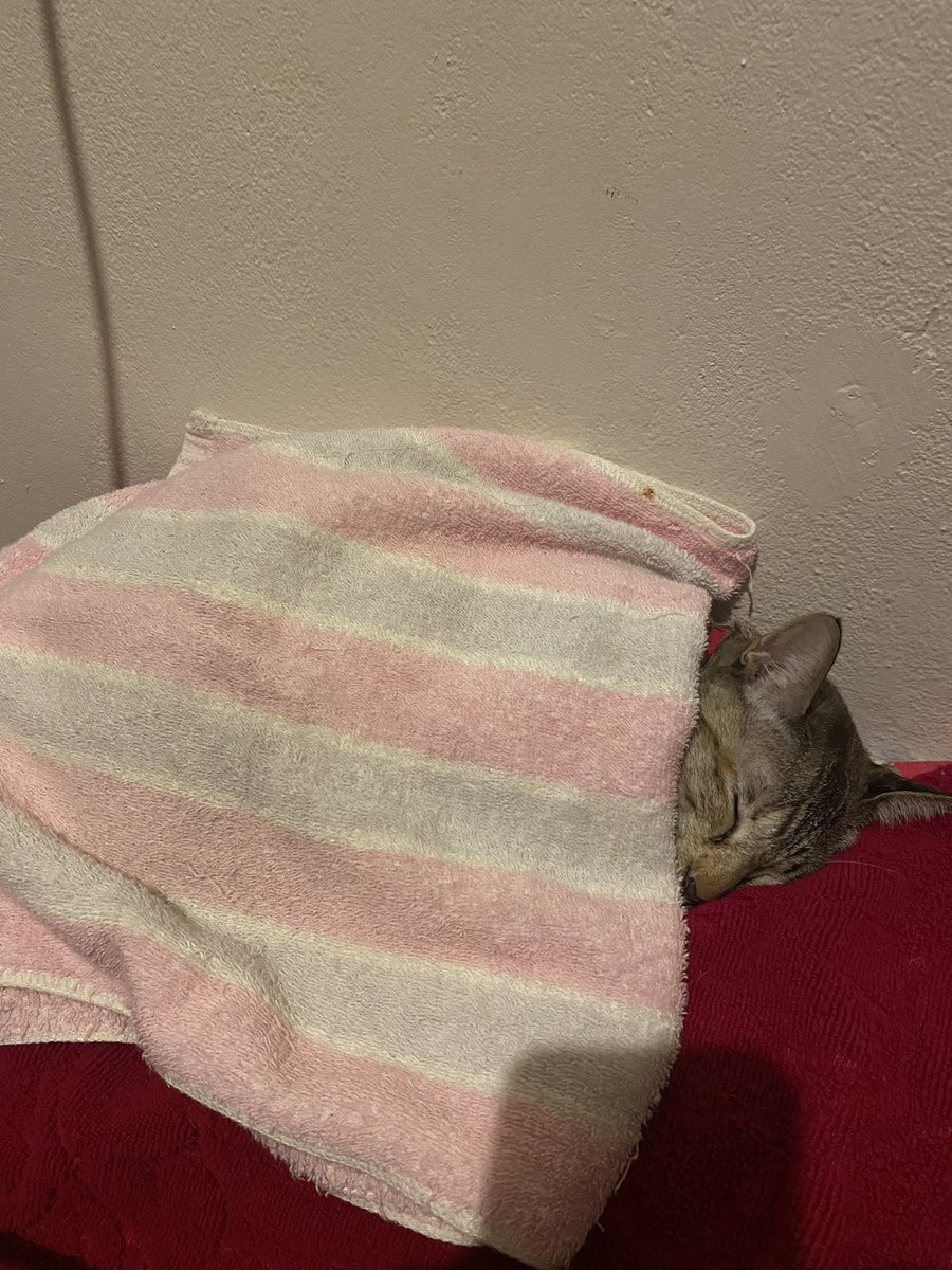 มัมหมาน้องจองอู #JUNGWOO_SUGAR tweet media