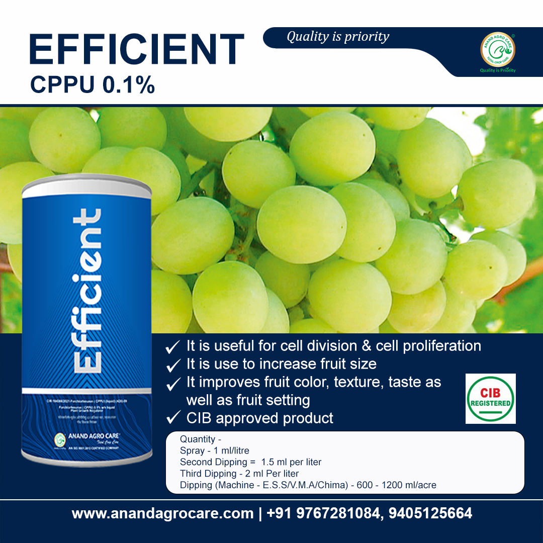 anandagrocare's tweet photo. EFFICIENT CPPU 0.1%
Plant Growth Promoters and Regulators
Dosage - Spraying- 1 ml/liter
#efficient #efficientcppu #cppu #cppuforgrapes #cytokine #cytokinine #pgr #plantgrowthregulator #cib #cibregistred #anandagrocare #nashik #maharshtra #india #grapes #grapefarm #grapefarming https://t.co/925xfkiL3H