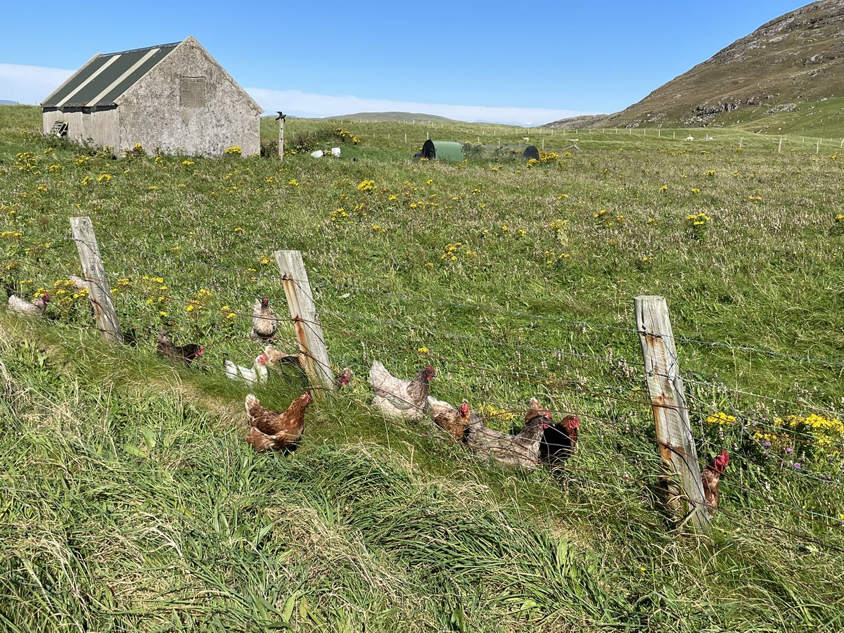 Sheila Voas tweet media