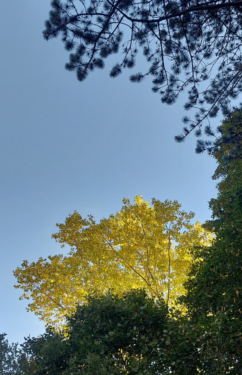 wlhaydock's tweet photo. Blustery, bright and changeable, how very Autumn 🍂 🍁🍄🤩 #autumndays #morningwalks #changinglight https://t.co/TjnRiuShji