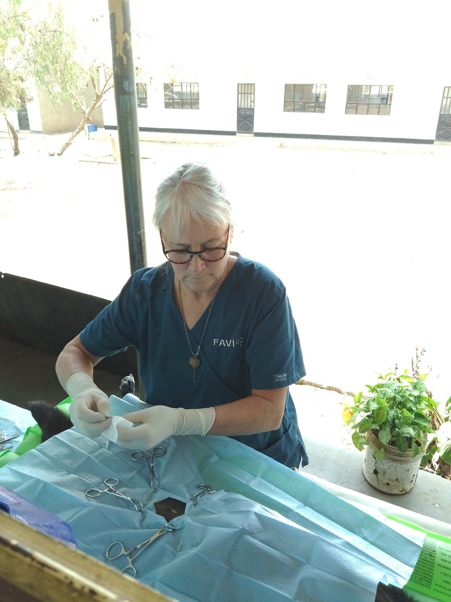 Mbwa_Wa_Africa's tweet photo. Out in the field again with our partner @favi_drsimard from Canada, vaccinating and sterilising dogs to reduce rabies risk in Arusha
#rabies #ZeroBy30 #volunteer
#veterinarymedicine #OneHealth
#animalwelfare #dogs https://t.co/49Q65CyH5w