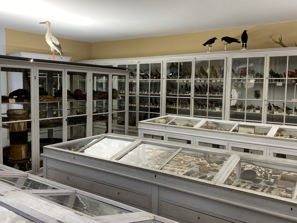 BendeCerjat's tweet image. Le Musée de l’Areuse à #Boudry, qui fête ses 150 ans, est un précieux témoin de l’histoire des #musées suisses. La collection principale a gardé sa présentation d’origine. On y trouve des choses étonnantes, comme ces feuilles de tabac du Japon offertes par le Conseil fédéral🇨🇭!