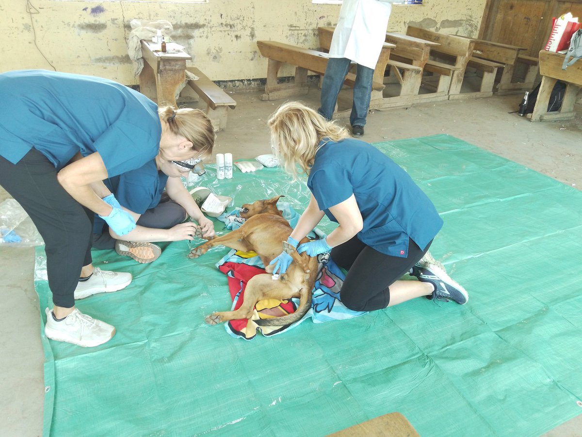 Mbwa_Wa_Africa's tweet photo. Out in the field again with our partner @favi_drsimard from Canada, vaccinating and sterilising dogs to reduce rabies risk in Arusha
#rabies #ZeroBy30 #volunteer
#veterinarymedicine #OneHealth
#animalwelfare #dogs https://t.co/49Q65CyH5w