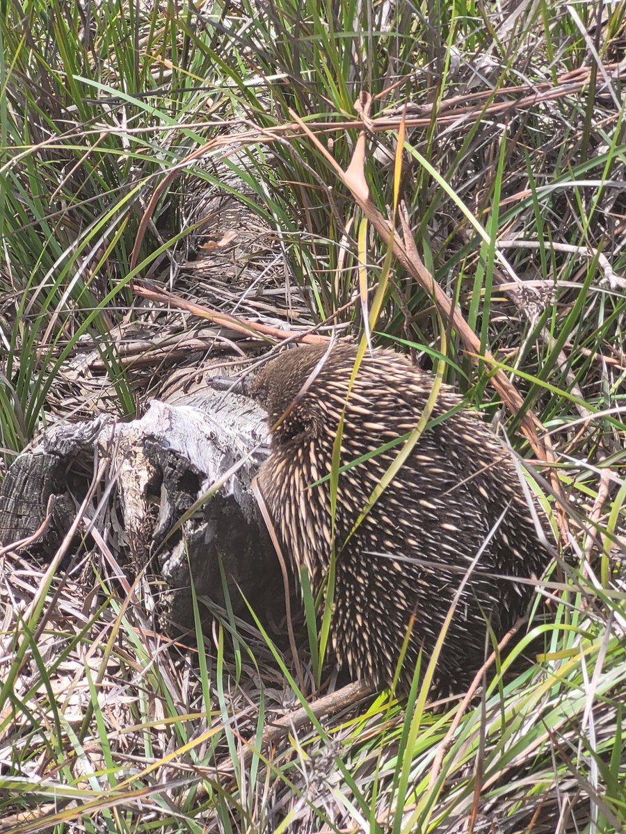 Found this little guy on walk today.