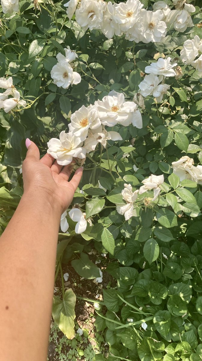 voni_babyy's tweet photo. The Herb Garden/Cafe in Midrand is the perfect first date spot hey.
It’s on a farm, you take nice strolls breathing fresh air from all the trees and plants, then head to the cafe for a delicious meal and their Belgian waffles. Top it off by buying a small plant in their nursery. https://t.co/ashUpb5YrL