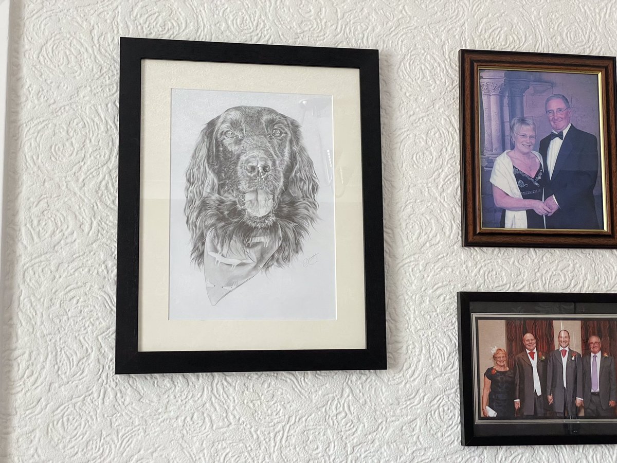 Early #Christmas2022 present for mum and dad. We lost Ernie our #FlatCoatedRetriever in April, we asked an artist to do a pencil drawing of him. Here is result, absolutely love it, cried when we got it, cried when we had it framed and cried when we gave it to mum and dad.