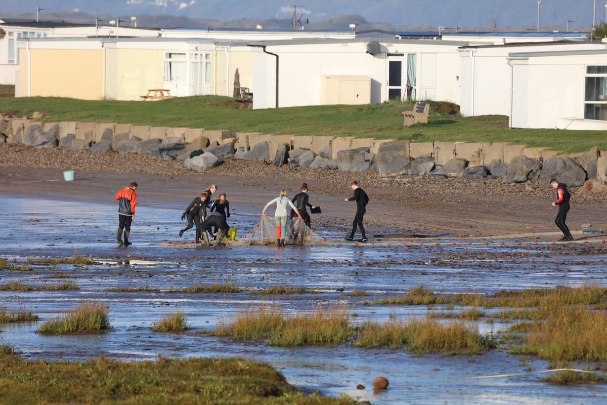 AmyDurrant2's tweet photo. Seine netting at #carmarthenbay capturing many species for monitoring biodiversity within the estuary. Species captured included: Flounder, European sea bass, Sand goby, Sprat, Thick lipped mullet, Smelt, Shanny, Plaice and Garfish! 🐟 @MarineSwansea @SwanseaUni https://t.co/BdrbUeKnpK