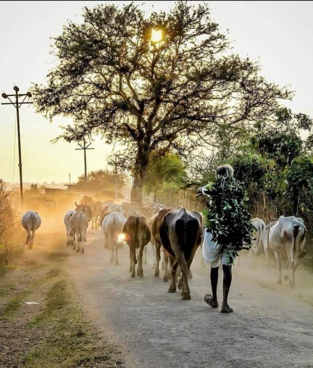 ImGajjumaster's tweet photo. तेरा इश्क भी गज्जू मेरे गाँव के चुनाव जैसा निकला...

हवा तो मेरी तरफ थी रुझान किसी और का निकला___!!😄😁😊
@I_m_GRMeena 
@Somrajm71571746 
@RanjitSinghMee3 https://t.co/nbPhvx3MTO