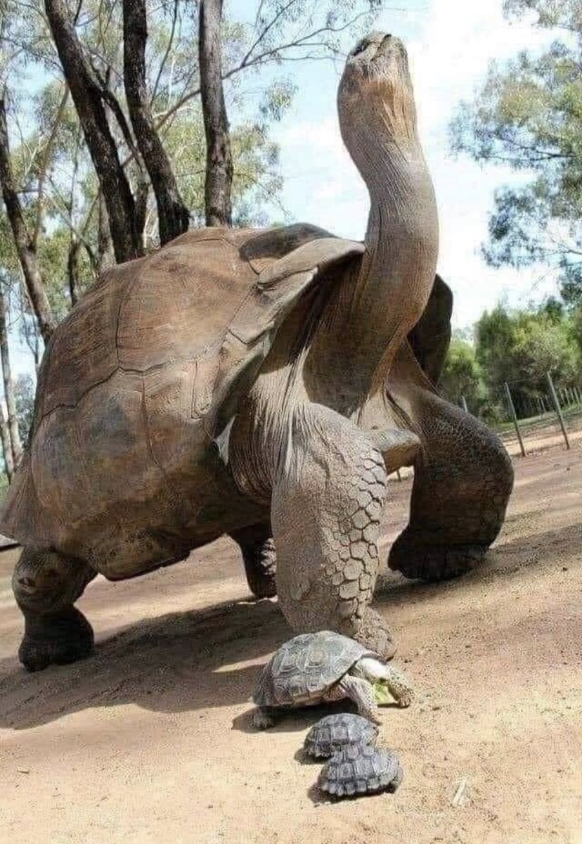 animalorbit's tweet photo. Born in 1832, Jonathan the #Tortoise is expected to turn 190 in 2022. This makes him one of the oldest known land animal alive today.
Follow for more!!!!!!!!
#animallover #oldestanimal #dailyanimals https://t.co/hG4B3y0MfA