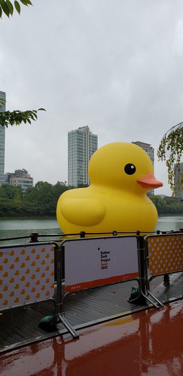ryemelrd's tweet photo. 最近、ソウルの湖に超巨大アヒル隊長浮かんでいる🐥
美しい彼の映画いつなのかな、早く見たい！もしかして、ソウルの劇場でも上映されるのかな～って期待していますけど、どうかな～～～😳
ハイローは、泣く泣く諦めます、、見たかったです、、どうか韓国でも上映してください、、😢 https://t.co/dMjBUf2hKV