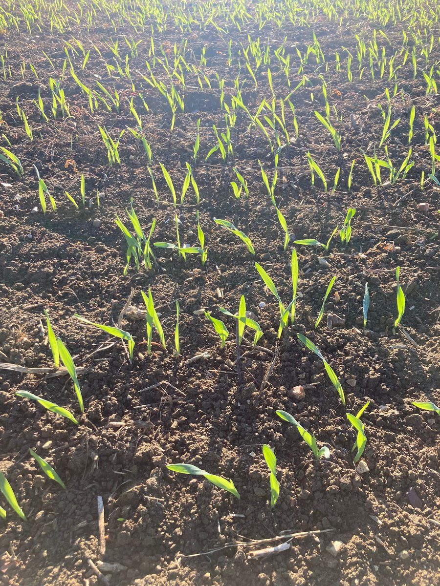 jennyljefferies's tweet photo. This #kingsbarn #hybrid barley is certainly getting on with it. It has only been out of the ground for 5 days and looks an absolute picture. 

@Jethro777777 

#regenerativeagriculture #backbritishfarming #fortheloveoftheland #barley https://t.co/ojTP8soVOq