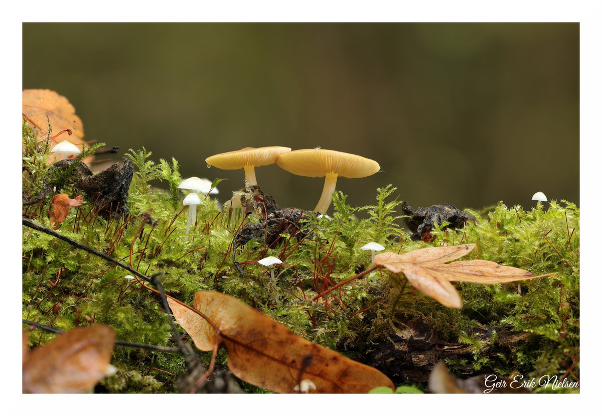 Geir Erik Nielsen tweet media