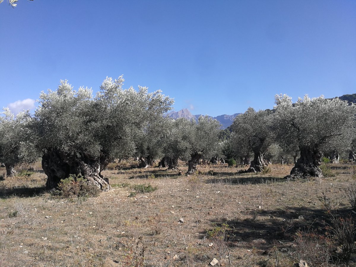 #GR221 Day 7: Deia - Port de Soller