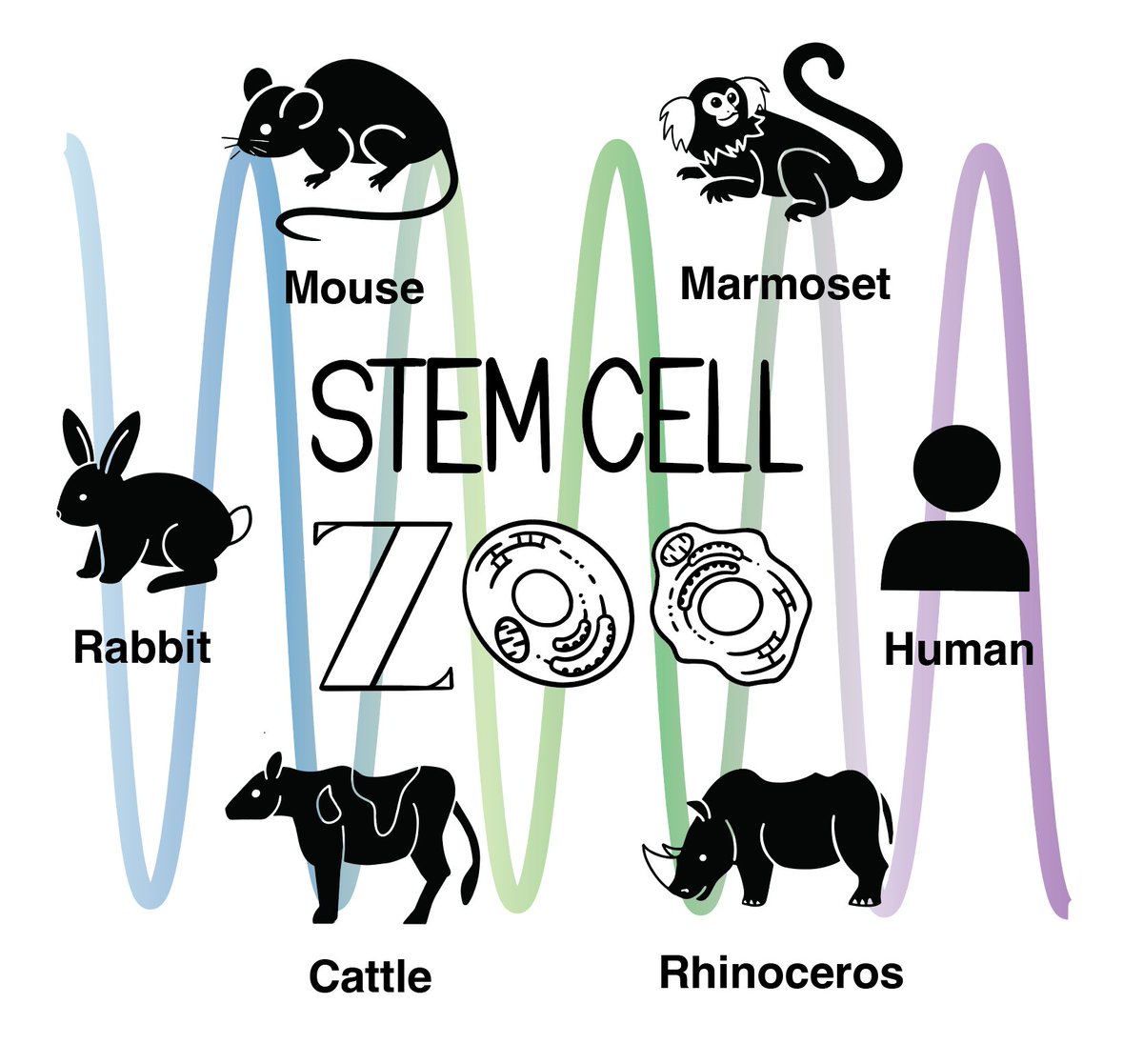 New preprint from the lab! Using the STEM CELL ZOO, we recapitulated the SEGMENTATION CLOCKS of SIX mammals: mouse, marmoset, rabbit, human, cow & rhinoceros! With the power of 6 species, we found several scaling laws of the segmentation clock periods. doi.org/10.1101/2022.1… 1/