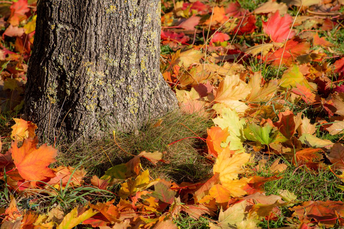 steveocook's tweet photo. I love Autumn time #autumnal #autumnfall  #Autumn https://t.co/scur7qKSUD