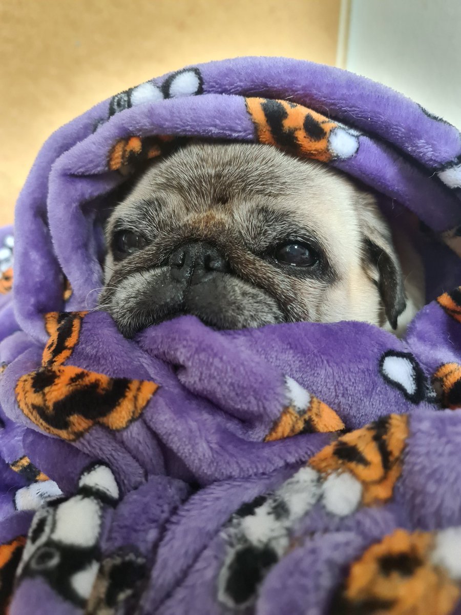 Cozy pug #pug #Pugsoftwitter #dog #dogsoftwitter #cozy